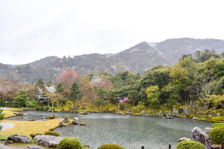 春の京都・嵐山の天龍寺_曹源池庭園と桜