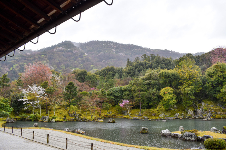 春の京都・嵐山の天龍寺_曹源池庭園と桜