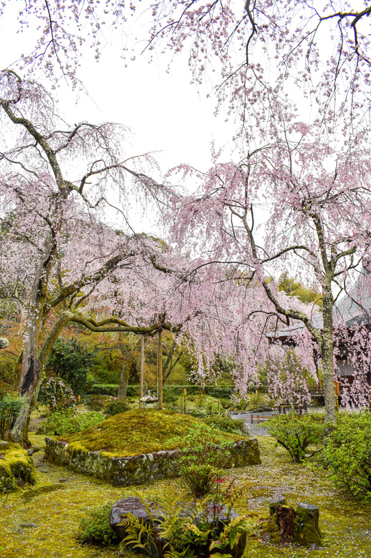 春の京都・嵐山の天龍寺_百花苑の桜