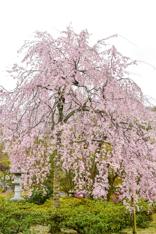 春の京都・嵐山の天龍寺_百花苑の桜