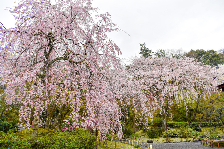 春の京都・嵐山の天龍寺_百花苑の桜