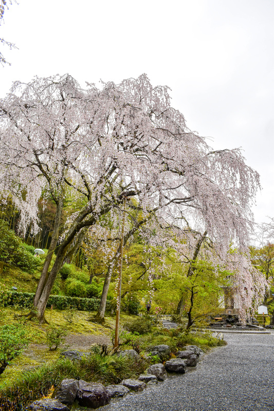 春の京都・嵐山の天龍寺_百花苑の桜