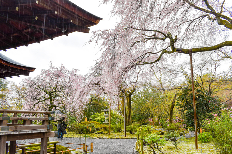 春の京都・嵐山の天龍寺_百花苑の桜