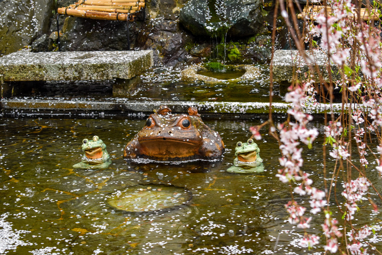 春の京都・嵐山の天龍寺_百花苑の桜と蛙