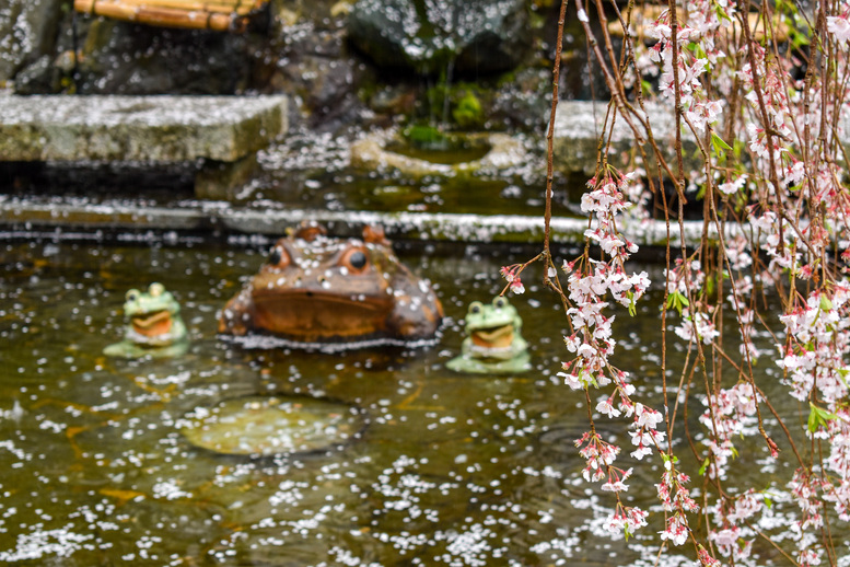 春の京都・嵐山の天龍寺_百花苑の桜と蛙