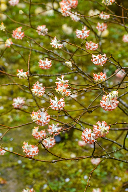 春の京都・嵐山の天龍寺_百花苑の花々