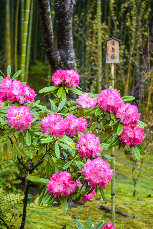 春の京都・嵐山の天龍寺_百花苑の花々