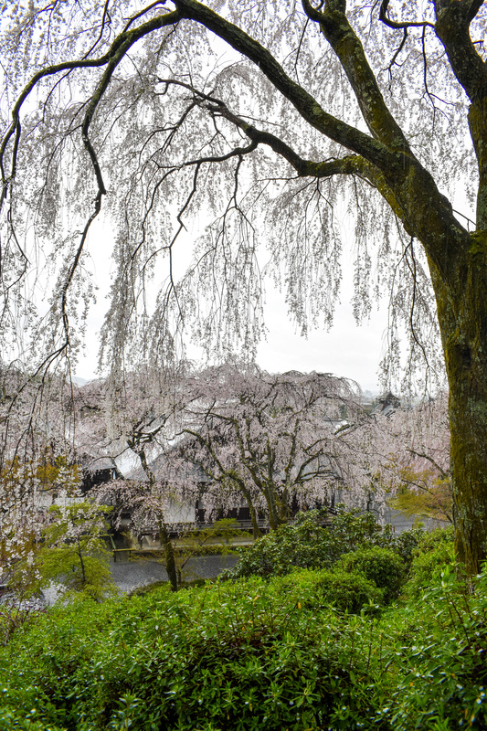 春の京都・嵐山の天龍寺_百花苑の桜と方丈