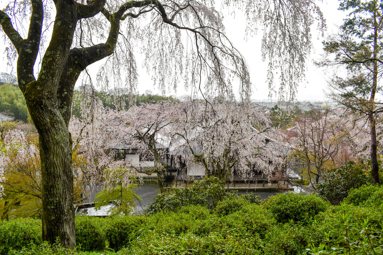 春の京都・嵐山の天龍寺_百花苑の桜と方丈