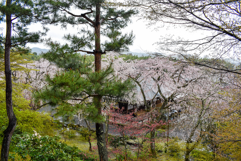 春の京都・嵐山の天龍寺_百花苑の桜と方丈