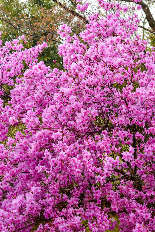 春の京都・嵐山の天龍寺_百花苑の花々
