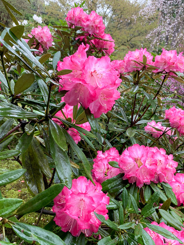 春の京都・嵐山の天龍寺_百花苑の花々