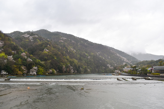 春の渡月橋_桜に染まる嵐山