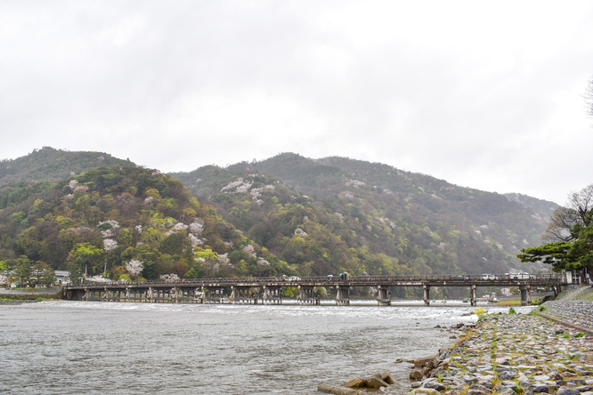 春の渡月橋_桜に染まる嵐山