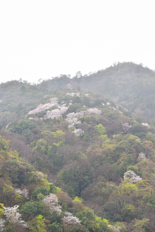 春の渡月橋_桜に染まる嵐山