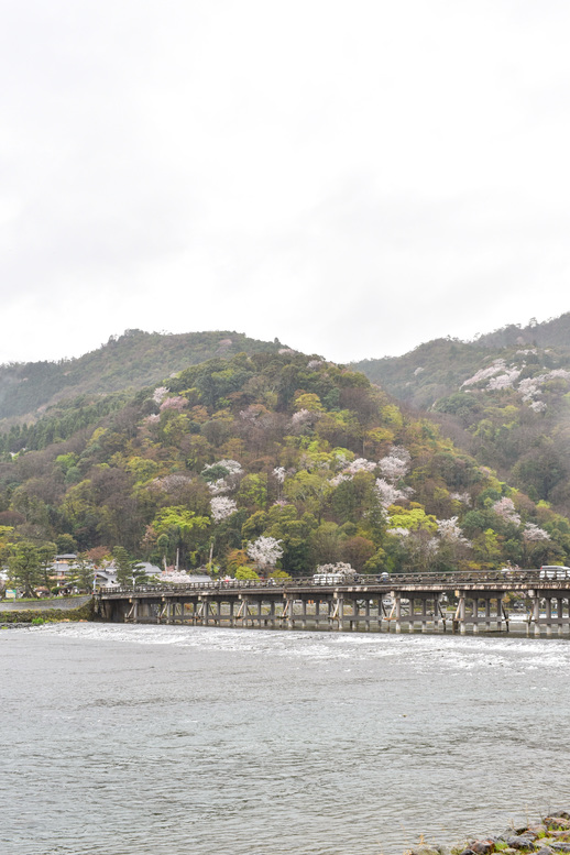 春の渡月橋_桜に染まる嵐山