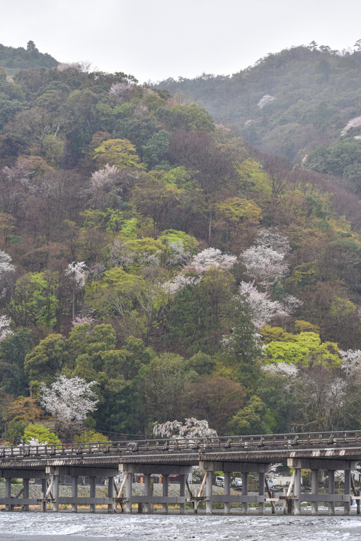 春の渡月橋_桜に染まる嵐山