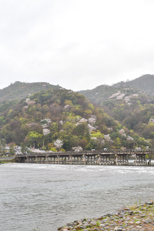 春の渡月橋_桜に染まる嵐山
