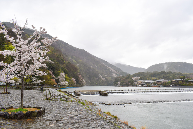 春の渡月橋_桜に染まる嵐山
