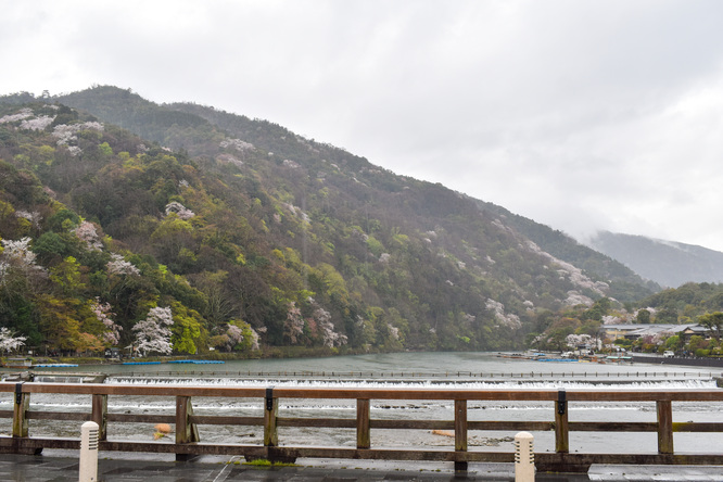 春の渡月橋_桜に染まる嵐山