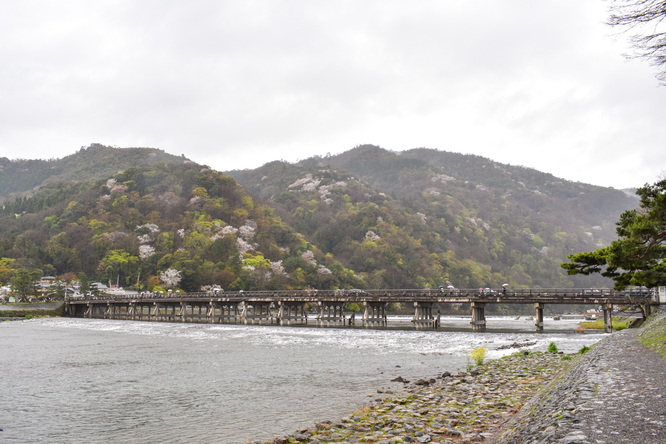 春の渡月橋_桜に染まる嵐山