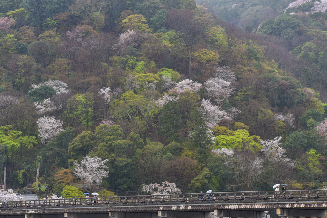 春の渡月橋_桜に染まる嵐山