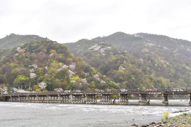 春の渡月橋_桜に染まる嵐山