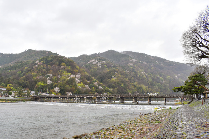 春の渡月橋_桜に染まる嵐山