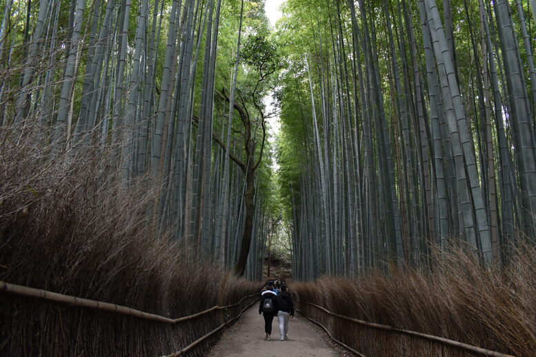 京都初詣_オススメの見どころ_嵐山_竹林の小径