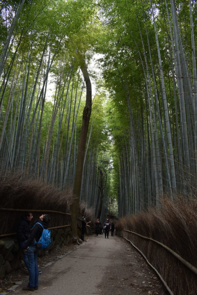 京都初詣_オススメの見どころ_嵐山_竹林の小径