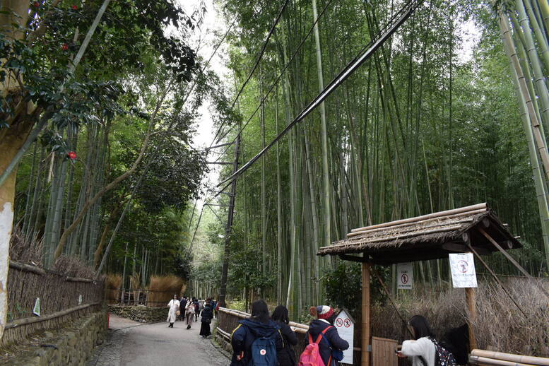 京都初詣_オススメの見どころ_嵐山_竹林の小径