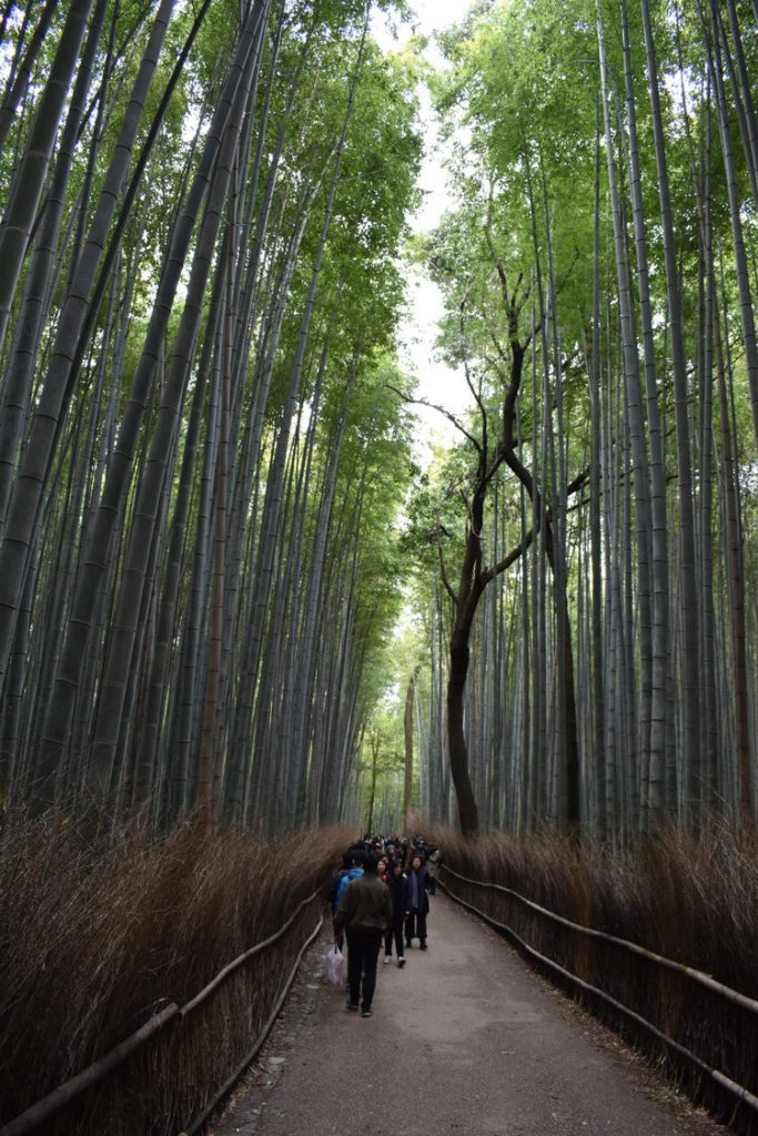 京都初詣_オススメの見どころ_嵐山_竹林の小径