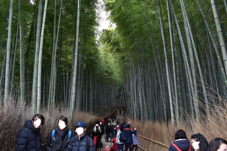 京都初詣_オススメの見どころ_嵐山_竹林の小径