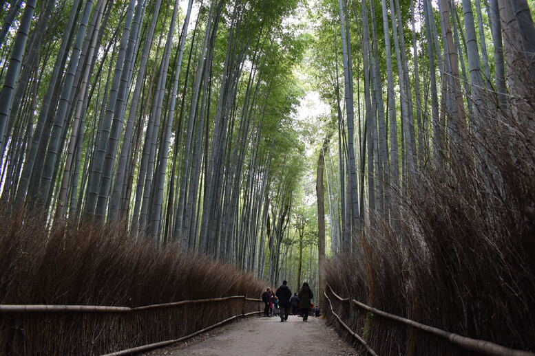 京都初詣_オススメの見どころ_嵐山_竹林の小径