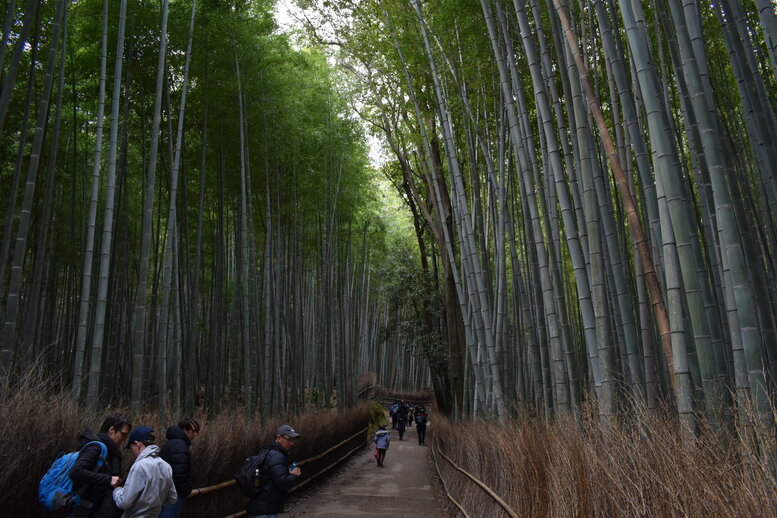 京都初詣_オススメの見どころ_嵐山_竹林の小径