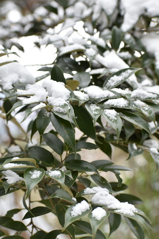 城崎温泉の雪景色_トレッキングコースの雪_木々の葉