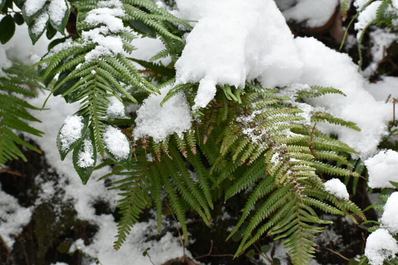 城崎温泉の雪景色_トレッキングコースの雪_木々の葉