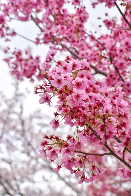 春の上賀茂神社ひとり旅_白とピンクの桜の木々