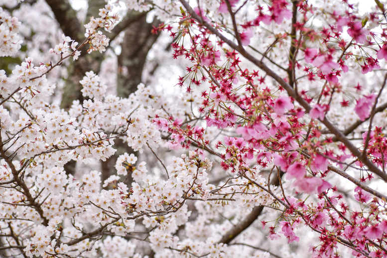 春の上賀茂神社ひとり旅_白とピンクの桜の木々