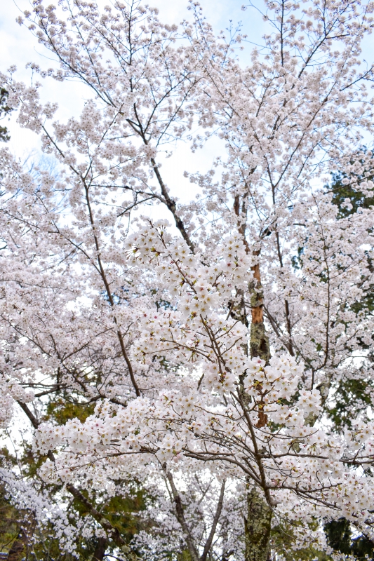 春の上賀茂神社ひとり旅_白桜の木々