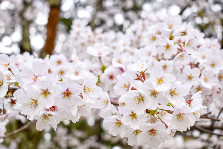 春の上賀茂神社ひとり旅_白桜の木々
