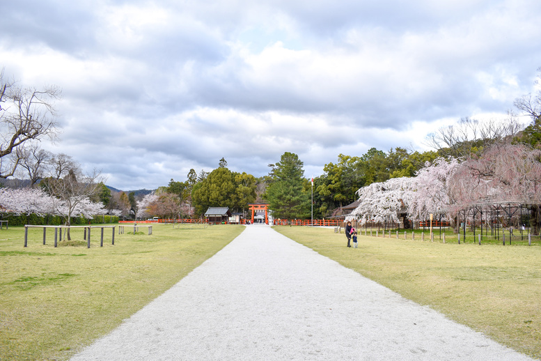 春の上賀茂神社ひとり旅_桜の木々と参道