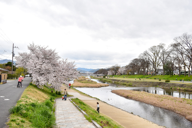 春の上賀茂神社ひとり旅_賀茂川の桜並木
