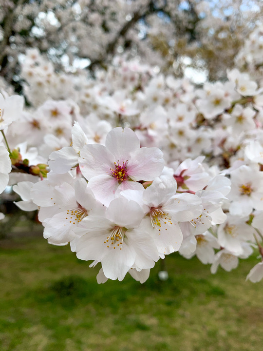 春の京都の見どころ_上賀茂神社_桜の名所観光