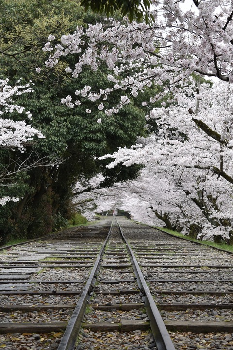 春の京都の名所観光_蹴上インクライン_桜の見どころ_インスタ映えなフォトスポット