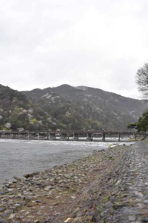 春の京都の見どころ_嵐山の桜_渡月橋