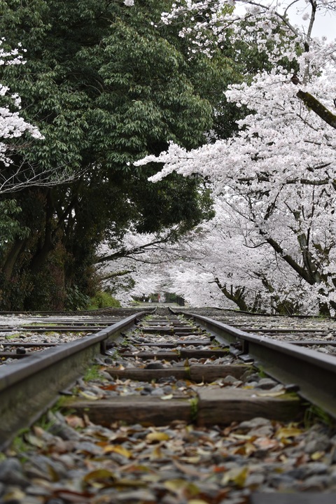 春の京都の名所観光_蹴上インクライン_桜の見どころ_インスタ映えなフォトスポット