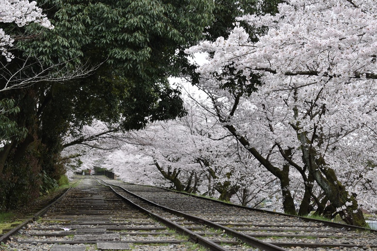 春の京都の名所観光_蹴上インクライン_桜の見どころ_インスタ映えなフォトスポット