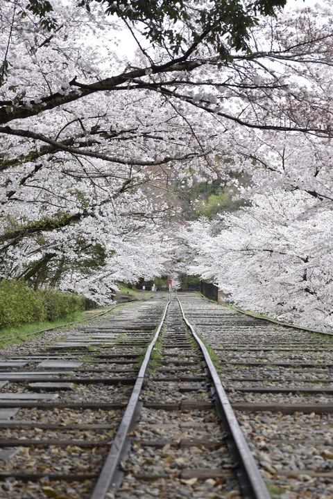 春の京都の名所観光_蹴上インクライン_桜の見どころ_インスタ映えなフォトスポット