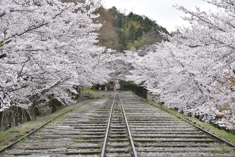 春の京都の名所観光_蹴上インクライン_桜の見どころ_インスタ映えなフォトスポット